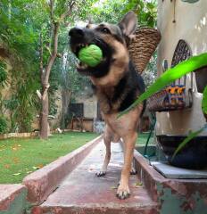 PLEASE recommend an indestructible ball