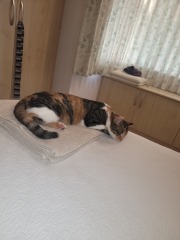 The Very Eventful Lives of the Excellent Cats