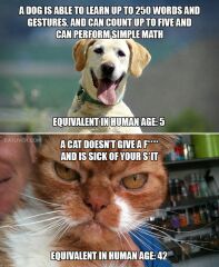 Why are cats allowed to be a pain in the arse??