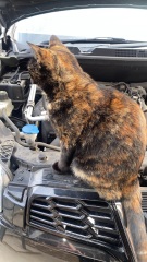 My cat is missing and I'm so sad