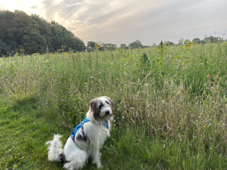 Romanian rescues anyone?