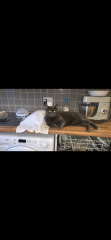 The Very Eventful Lives of the Excellent Cats