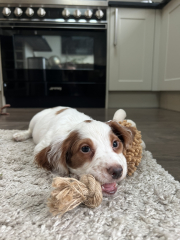 Name my puppy