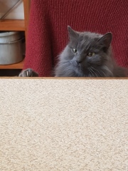 Further Adventures of the Excellent Cats