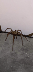 Spider repellent?