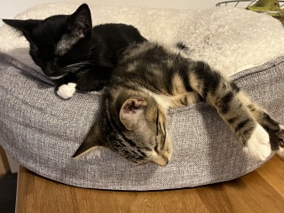 Kittens and stairs