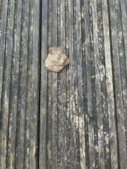 What the hell is pooing on my decking?! *Poo pics