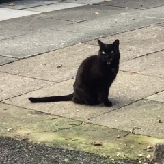 A new cat claimed me