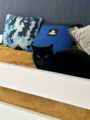 Cleaner let cats into living room