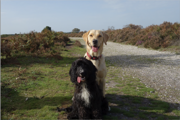 Puppy Survival Thread - for old and new pups