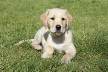 Puppy Survival Thread - for old and new pups