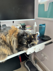 How did you meet your feline overlords?