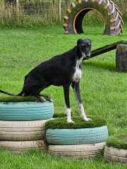 Kennels