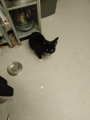 How did you meet your feline overlords?