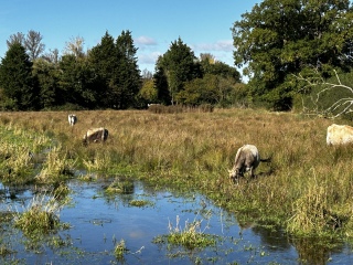 Come and tell me your dull and unexciting news 26: Calmly through the day 