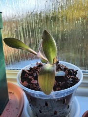Unknown house plants - ID please