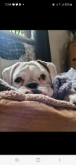 Someone thought my dog was an XL bully