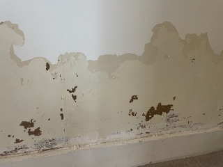 Rising damp & other issues