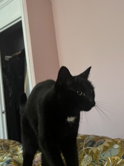 National Black Cat Day today, 27th October.