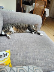 The Very Eventful Lives of the Excellent Cats