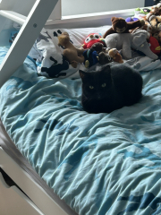 Cleaner let cats into living room
