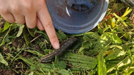 What is this beast?