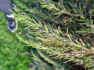 Help! Added saltwater to 30yr old rosemary bush