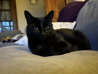National Black Cat Day today, 27th October.