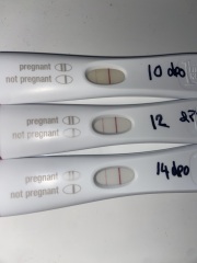Lines the same as 12dpo at 14dpo