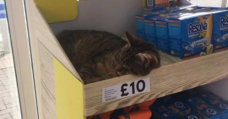Just had a Tesco delivery, cat got in delivery van where food is stored and walked all over food.