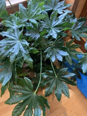 House plant ID