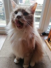 Maine Coon