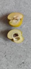 Is this quince? Photos