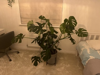 My cheese plant is taking over