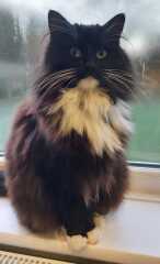 How did you meet your feline overlords?