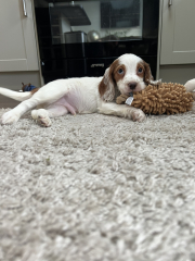 Name my puppy