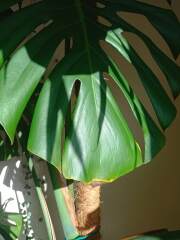 Worried about monstera - what's wrong? (With pics)
