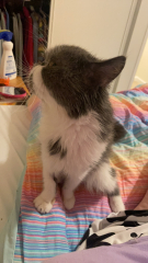 Potential new inmate at Toddler Towers.