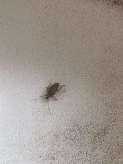 What is this insect in my tea box?