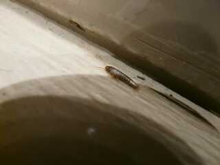 Help- Is this a bedbug?
