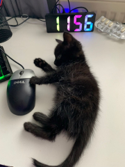 New kitten