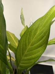 My pale peace lily?