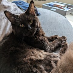 New kitten