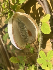 My chocolate vine has fruited! Are these not the strangest fruit you've ever seen?!