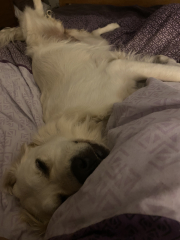 Puppy Survival Thread - for old and new pups