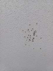 What the hell are these on the exterior of my house ??
