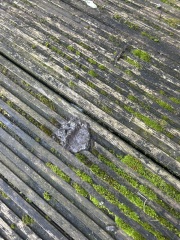 What the hell is pooing on my decking?! *Poo pics