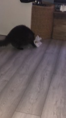 Further Adventures of the Excellent Cats