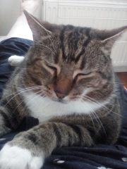 Magnificent whiskers