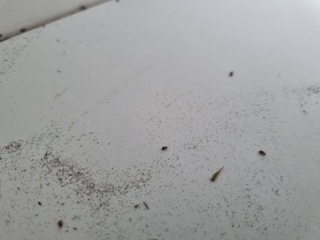 What is chewing teeny holes in my cupboard?